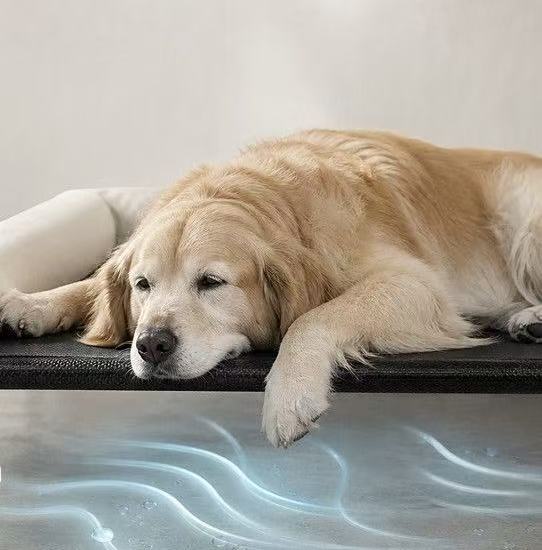 Elevated Dog Bed with Neck‑Support Bolster Pillow