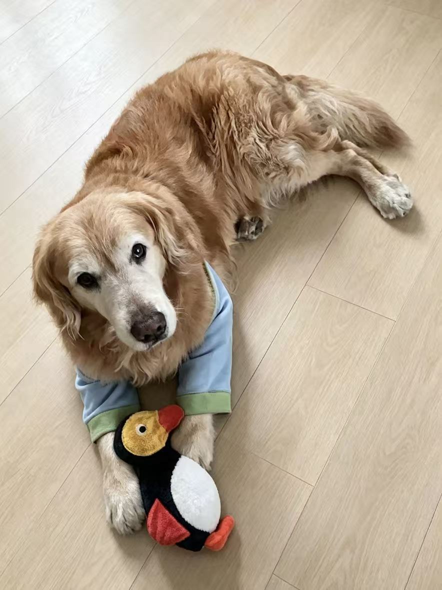 Squeaky No‑Stuffing Dog Toys